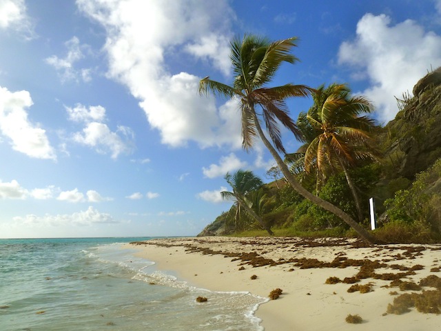 palmera