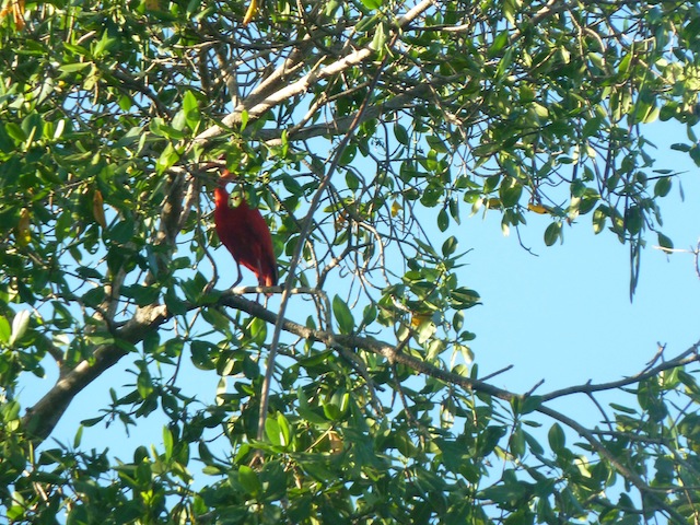 trinidad16
