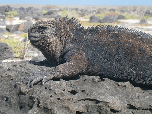 Galapagos04