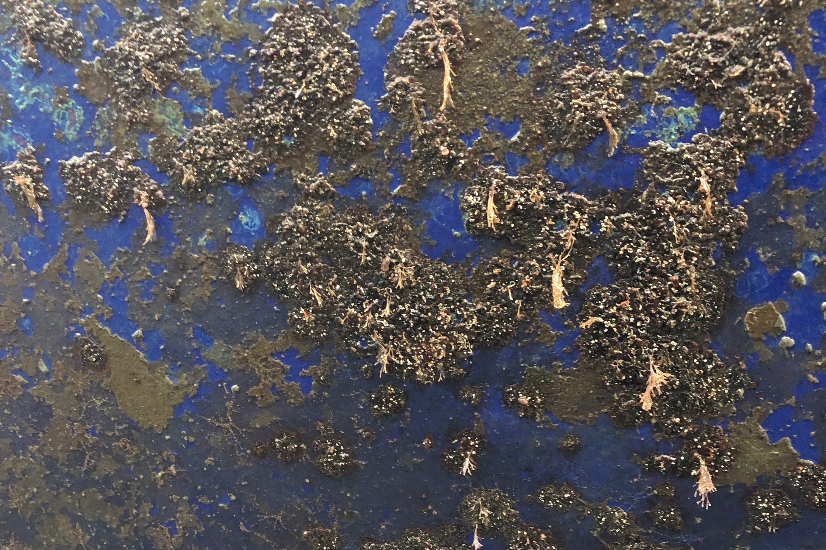Tuvalu_Antifoul_Queensland_2019